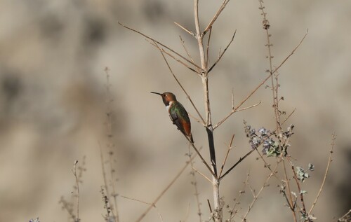 iNaturalist observation photo of Allen's Hummingbird