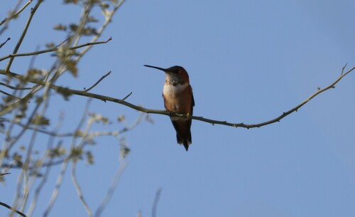 iNaturalist observation photo of Rufous Hummingbird