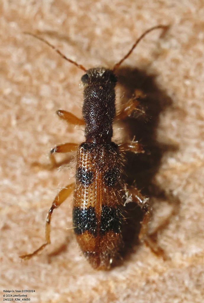 Long-necked Cymatodera