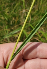 Sporobolus michauxianus
