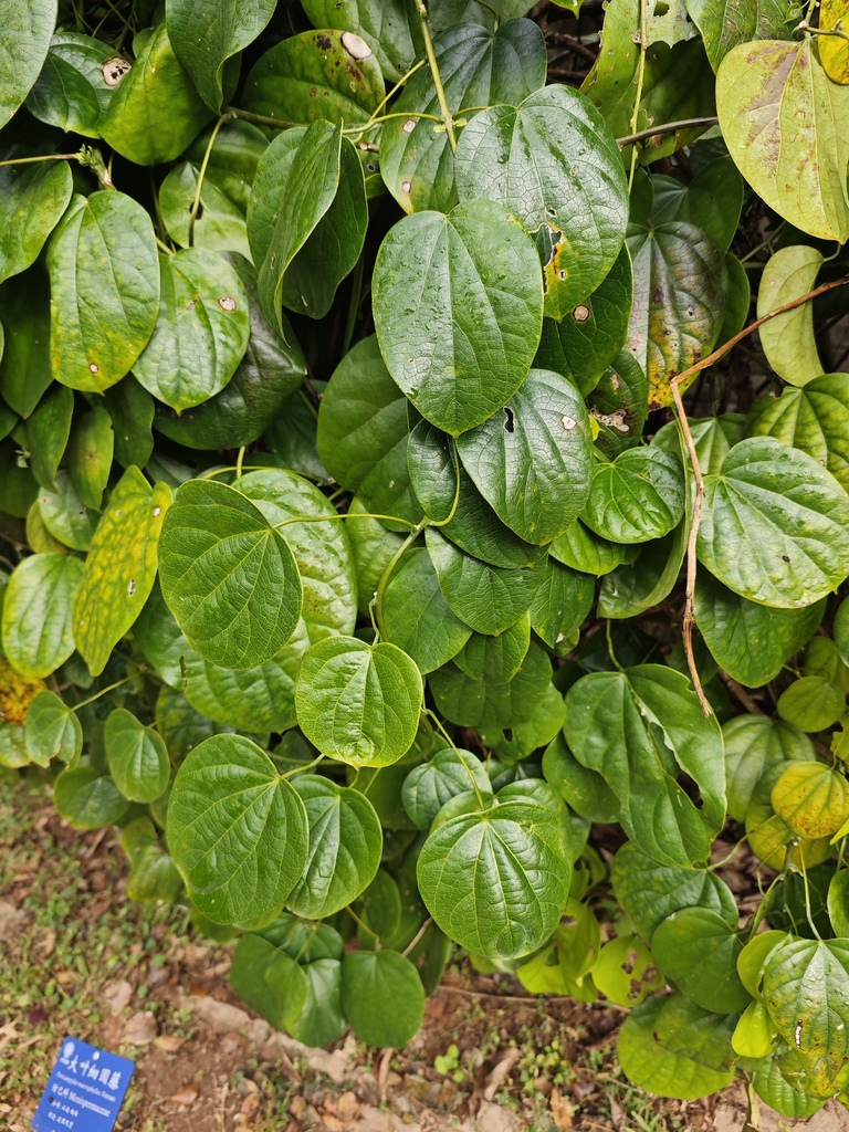 Pericampylus macrophyllus