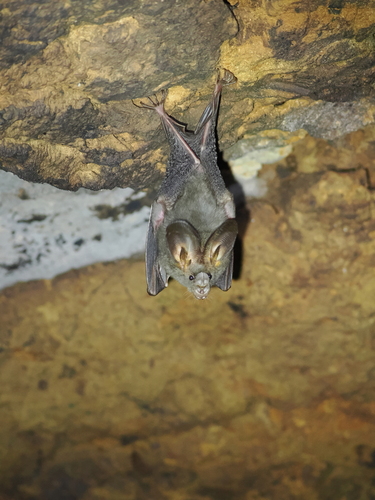 Lesser False Vampire Bat