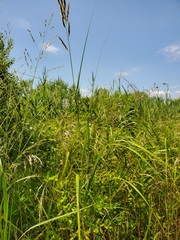 Sporobolus michauxianus