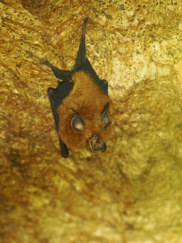 Sulawesi Horseshoe Bat