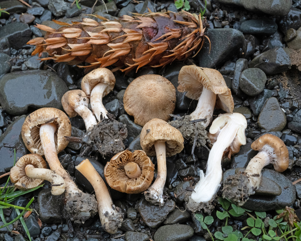 Inocybe sindonia · February 2025 · photo: © cooperj (iNaturalist, cc0)