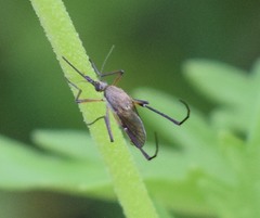 Psorophora