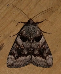 Catocala badia coelebs