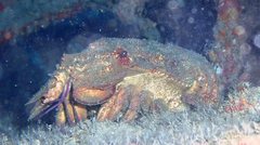 Scyllarides squammosus