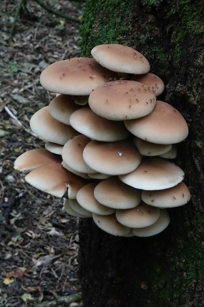 Cyclocybe parasitica · February 2025 · photo: © john_barkla (iNaturalist, cc0)