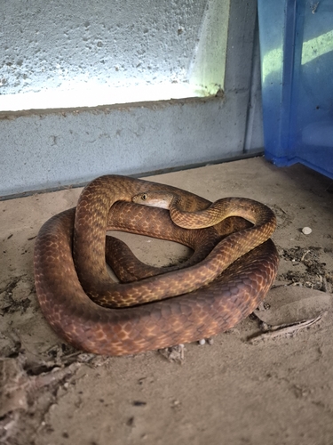 Brown Tree Snake sighting