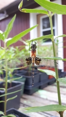 Celithemis martha