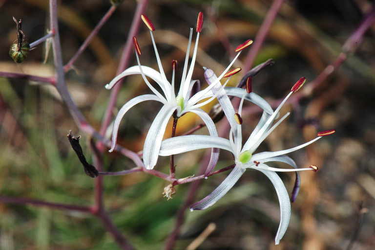 Chlorogalum pomeridianum var. divaricatum