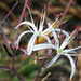 Chlorogalum pomeridianum divaricatum - Photo (c) 2008 Gary A. Monroe,  זכויות יוצרים חלקיות (CC BY-NC)