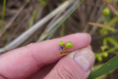 Sisyrinchium albidum