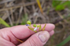 Sisyrinchium albidum