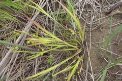 Sisyrinchium albidum
