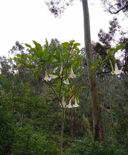 Foto de Trombeta-de-anjos