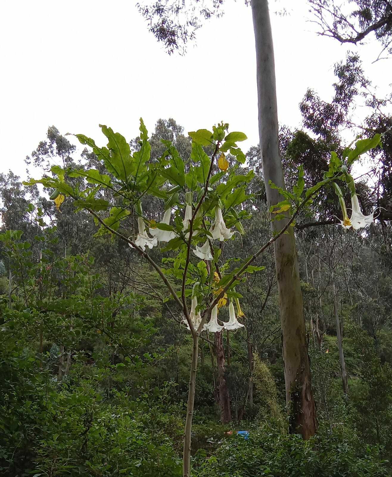 Imagem de Trombeta-de-anjos