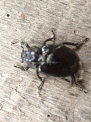 Osmoderma scabra