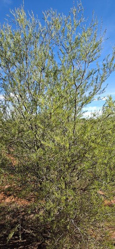 Ironwood wattle (Acacia estrophiolata)