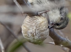 Mouse-Colored Penduline Tit photo 1