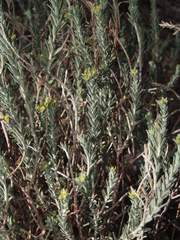 Tithymalus