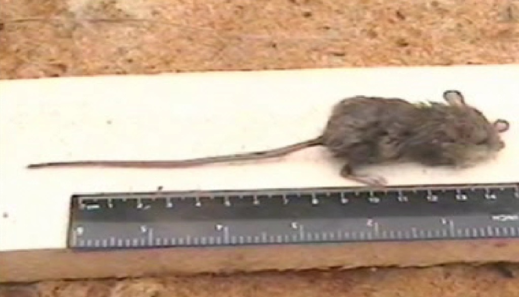 Long-Tailed Birch Mouse