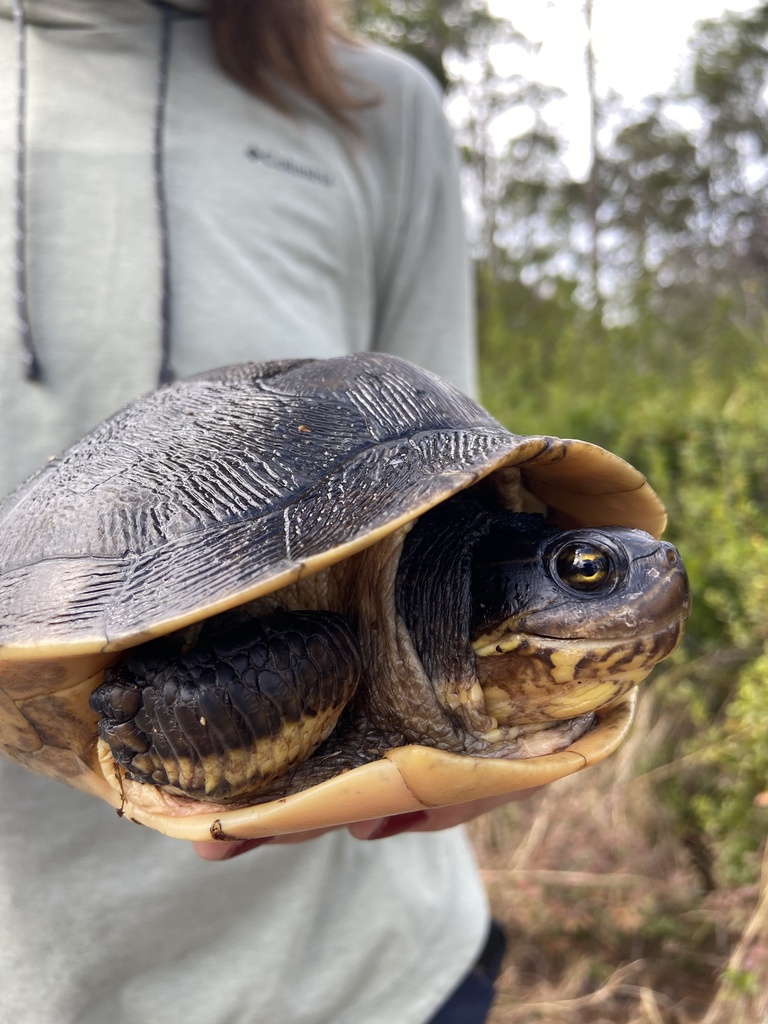 Eastern Chicken Turtle in February 2025 by abmore23 · iNaturalist