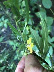 Lysimachia ciliata