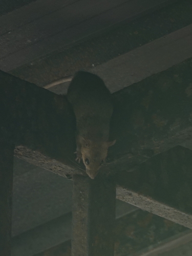 トウヨウイエネズミ