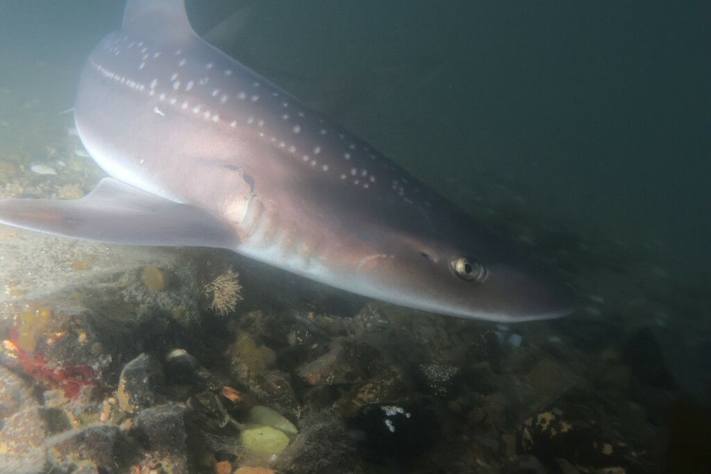 Gray mouth dog (Mustelus mustelus) — Triakidae