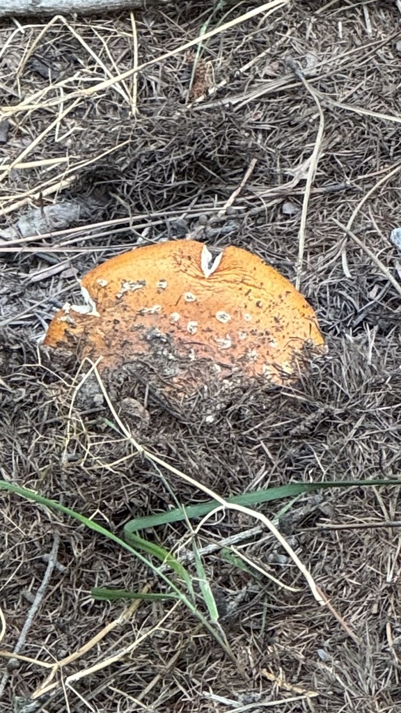 Amanita muscaria · February 2025 · photo: © frankashwood (iNaturalist, cc-by)