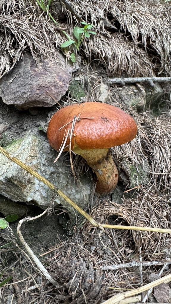 Suillus grevillei · February 2025 · photo: © frankashwood (iNaturalist, cc-by)