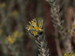 Tithymalus