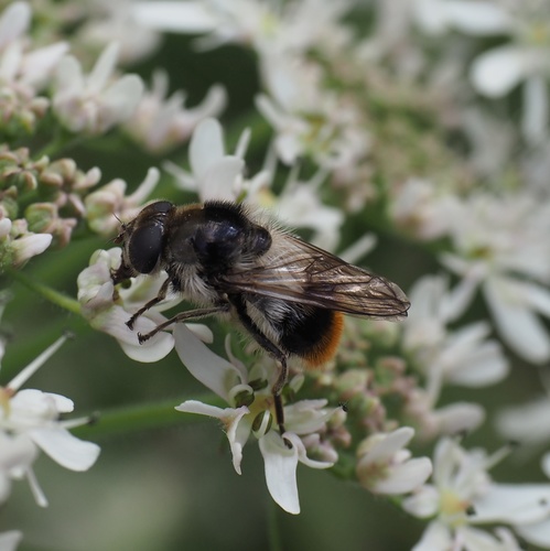 Bumblebee Blacklet