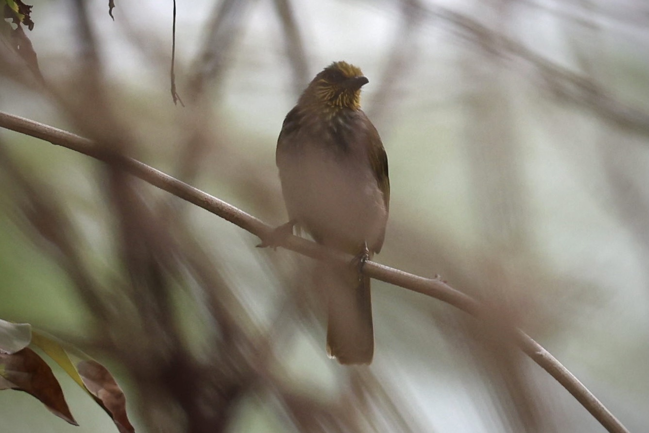 Stripe-throated Bulbul