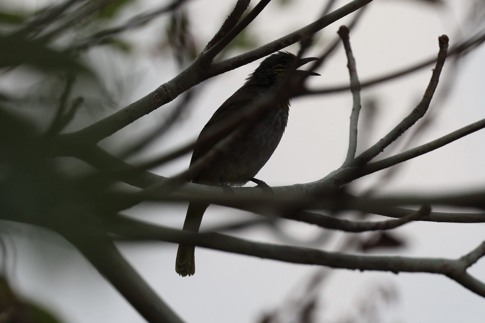 Stripe-throated Bulbul