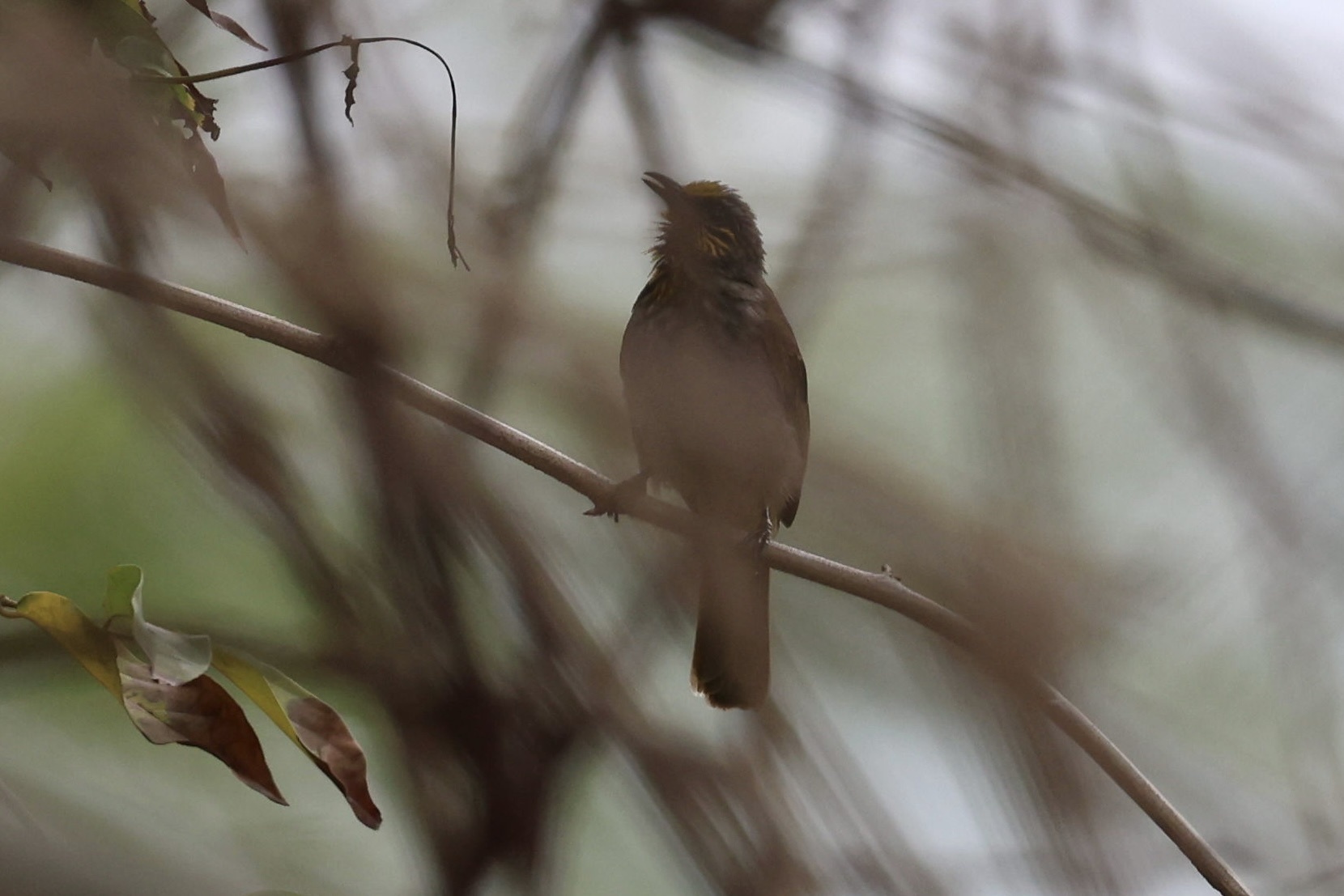 Stripe-throated Bulbul
