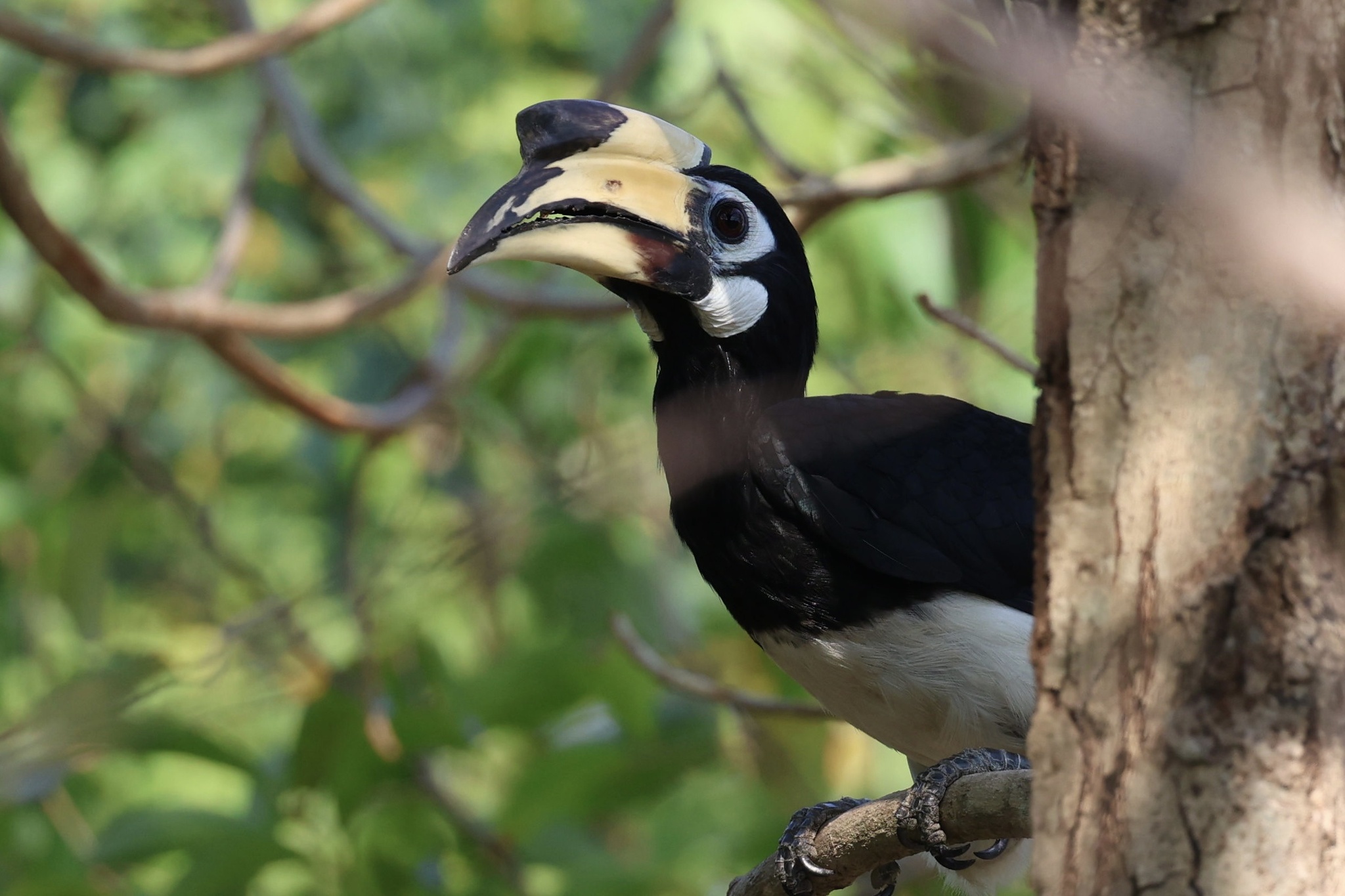 Oriental Pied Hornbill