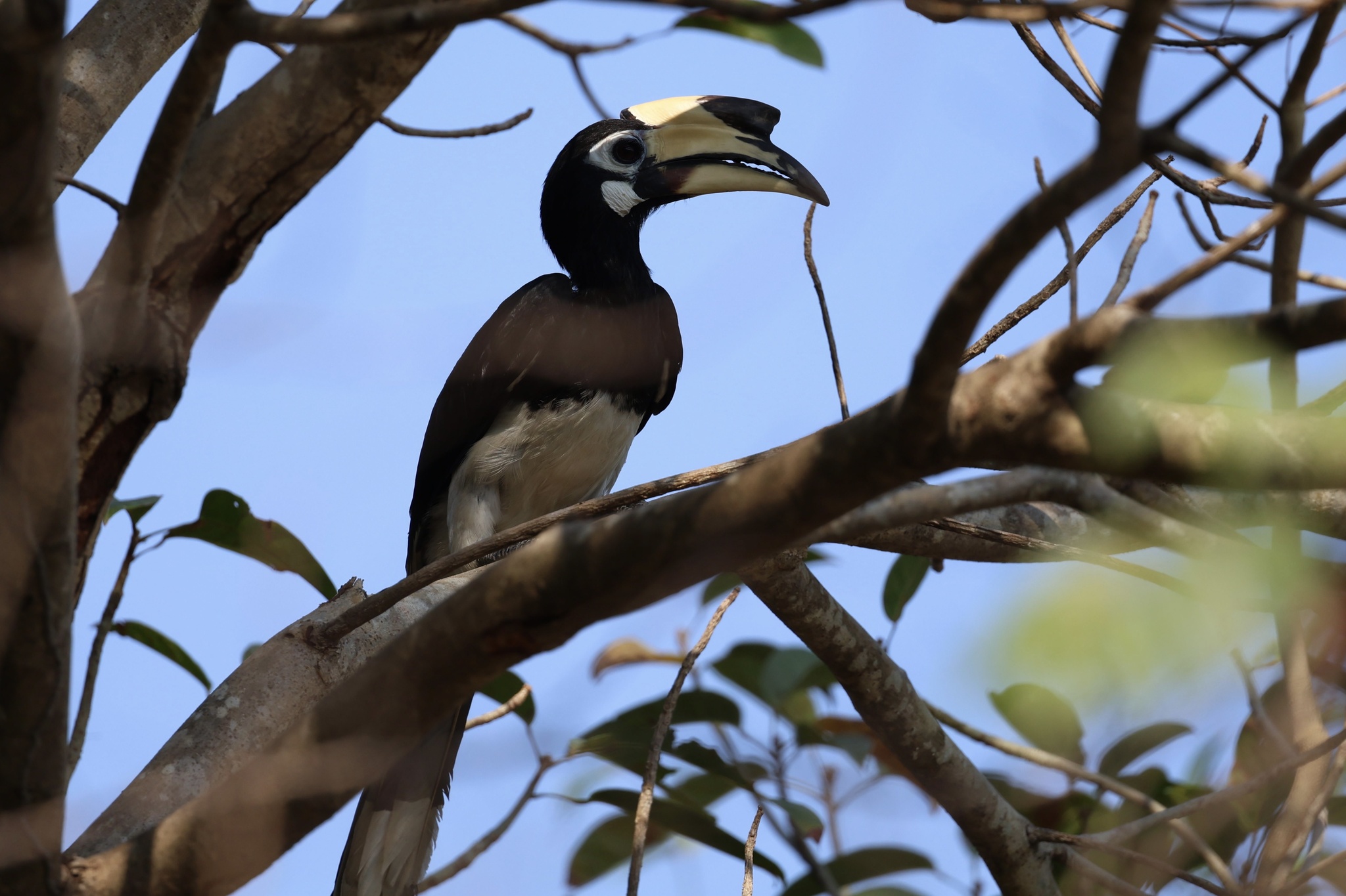 Oriental Pied Hornbill