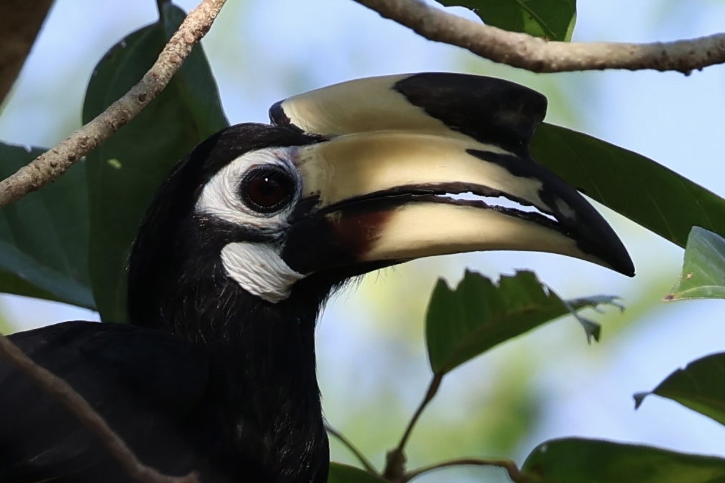 Oriental Pied Hornbill