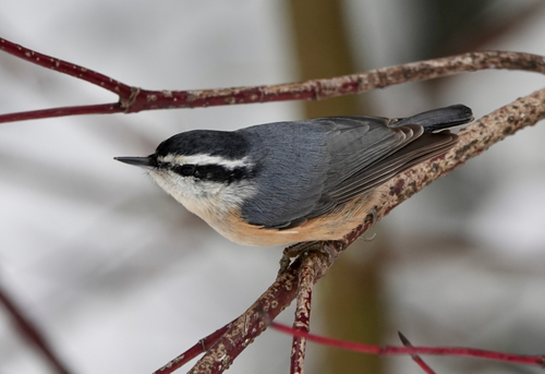 Red-breasted Nuthatch