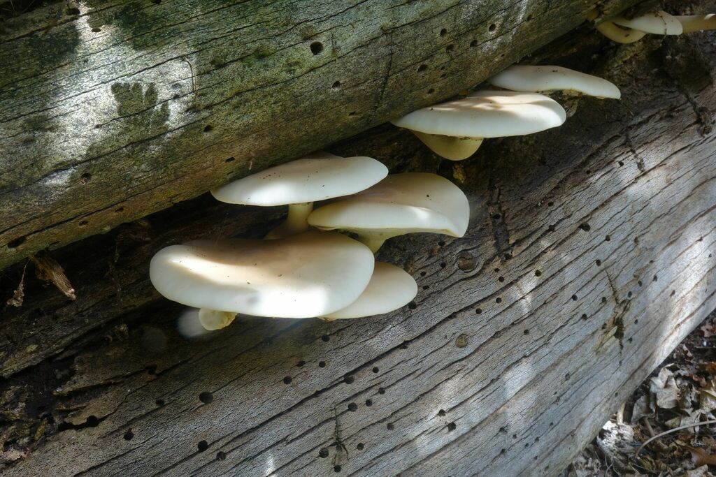 Cyclocybe parasitica · February 2025 · photo: © john_barkla (iNaturalist, cc0)