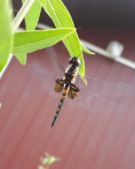 Celithemis martha