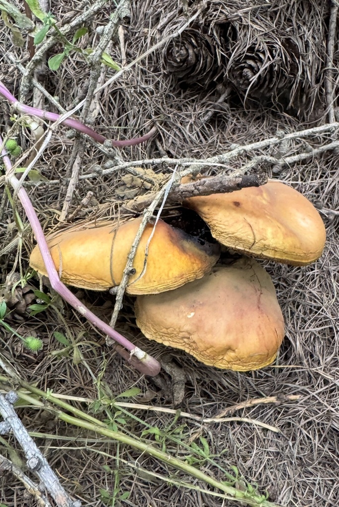 Suillus grevillei · February 2025 · photo: © frankashwood (iNaturalist, cc-by)