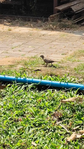 Zebra Dove