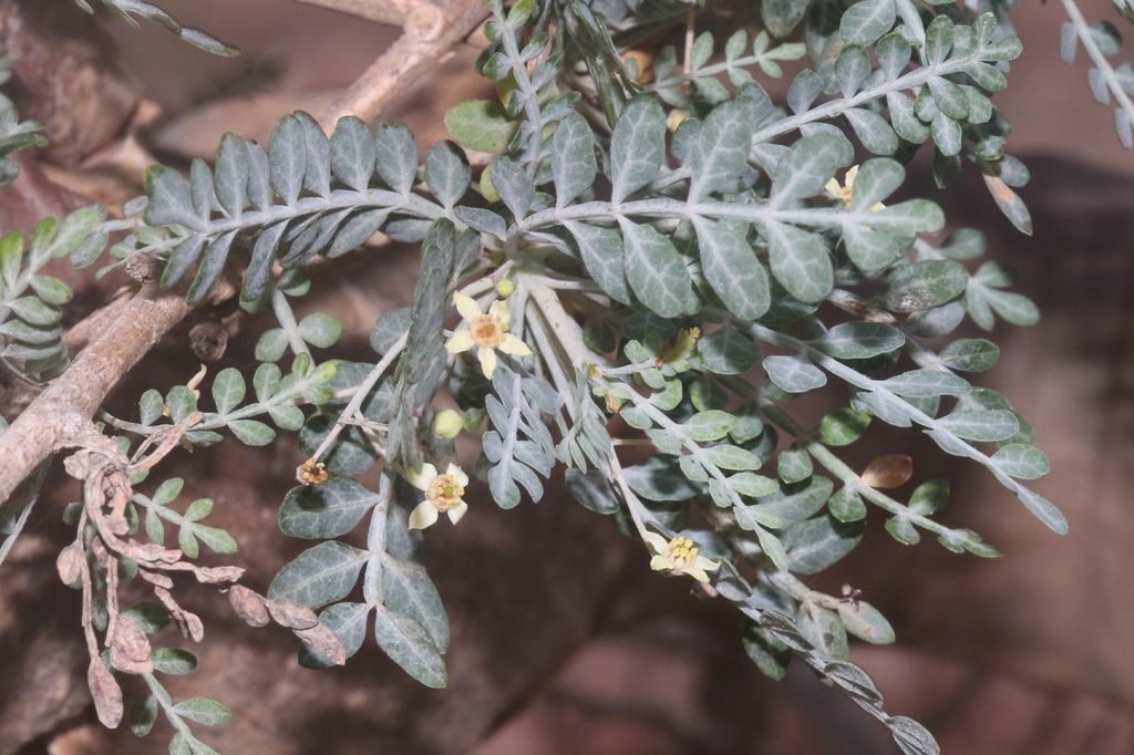 Boswellia asplenifolia