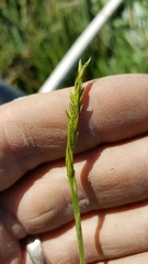 Triglochin scilloides