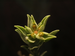 Tithymalus