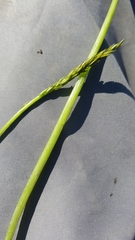 Triglochin scilloides